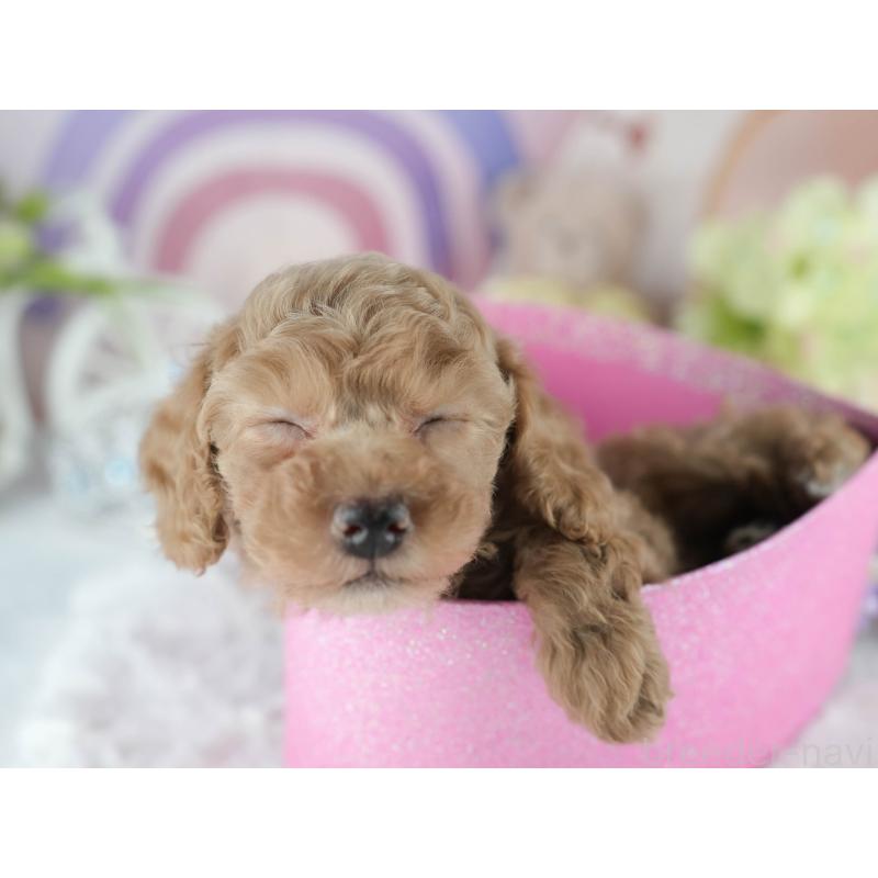 成約済の茨城県のトイプードル-413683の4枚目